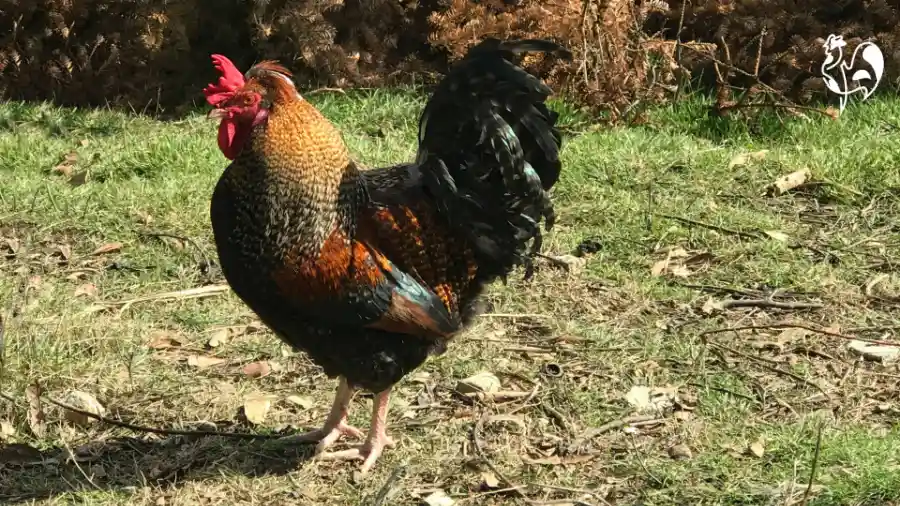 Charlie the rooster. Charlie the rooster.