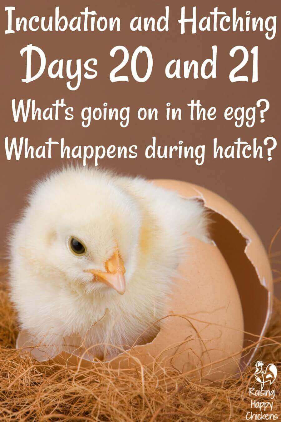 how long do chickens sit on eggs before they hatch 2