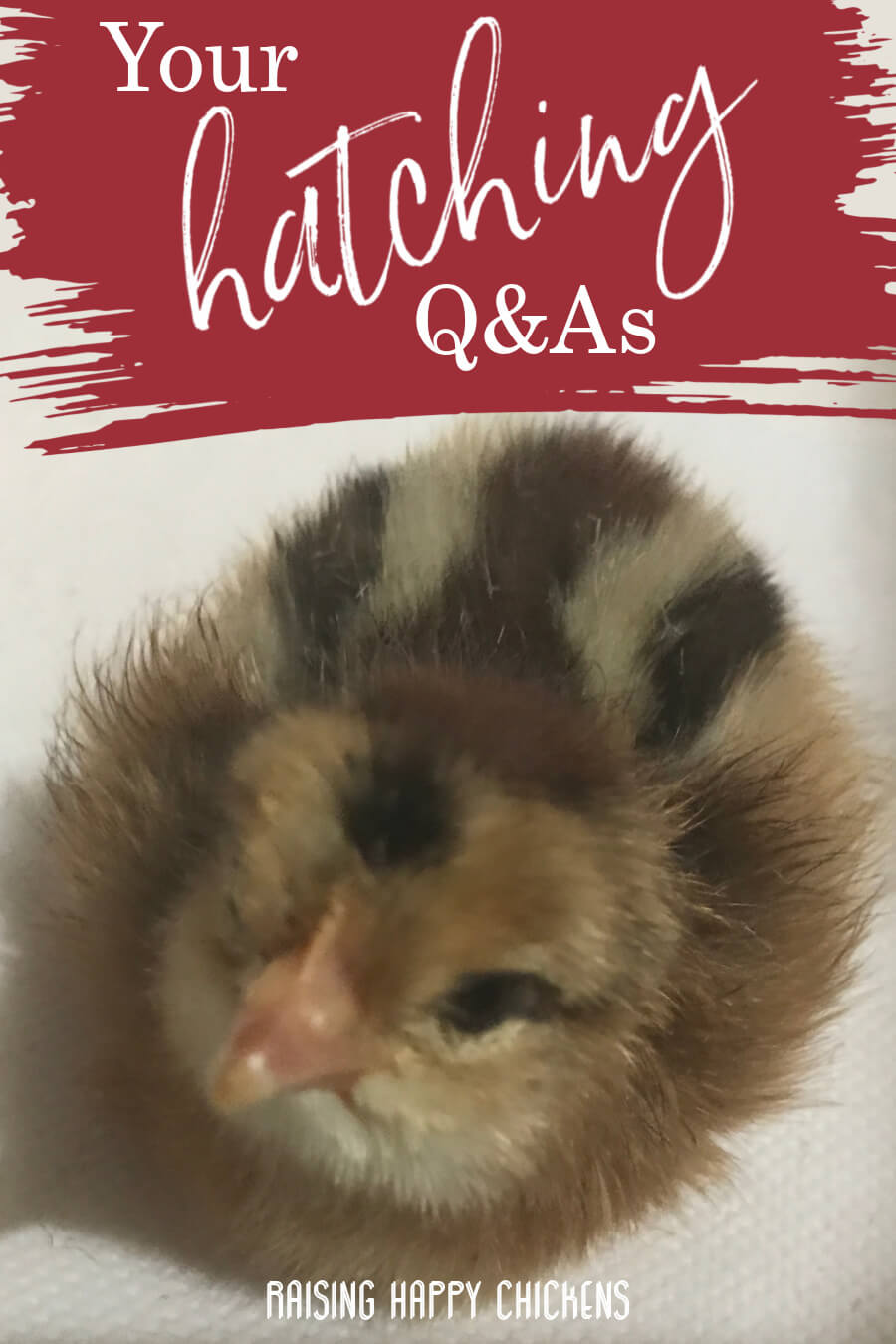 Hatching baby chicks: your most common questions, answered.