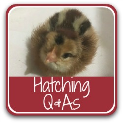 Hatching questions, answered - link.