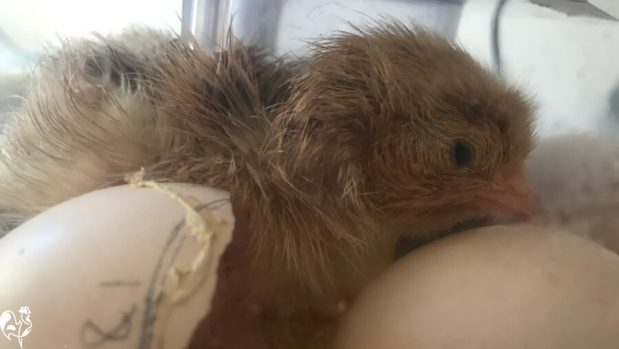 One of my just hatched Speckled Sussex chicks drying out in the incubator.