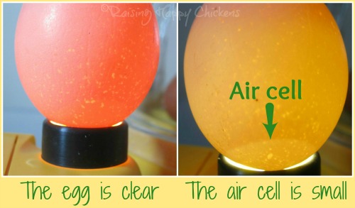 Candling Eggs: Why Is It Important and How to Do It Right