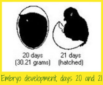 Chicken embryo at days 20 and 21.