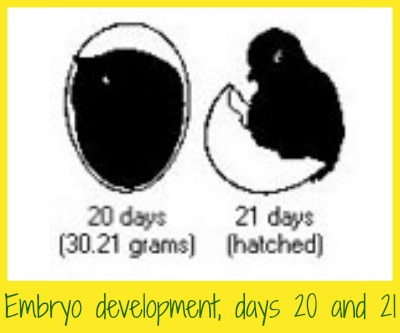 What the chick looks like in the egg at days 20 and 21. Chicken embryo at days 20 and 21.