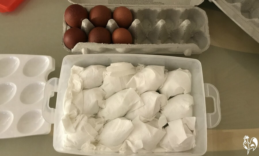Storing fertile chicken eggs 5 steps to a successful hatch.