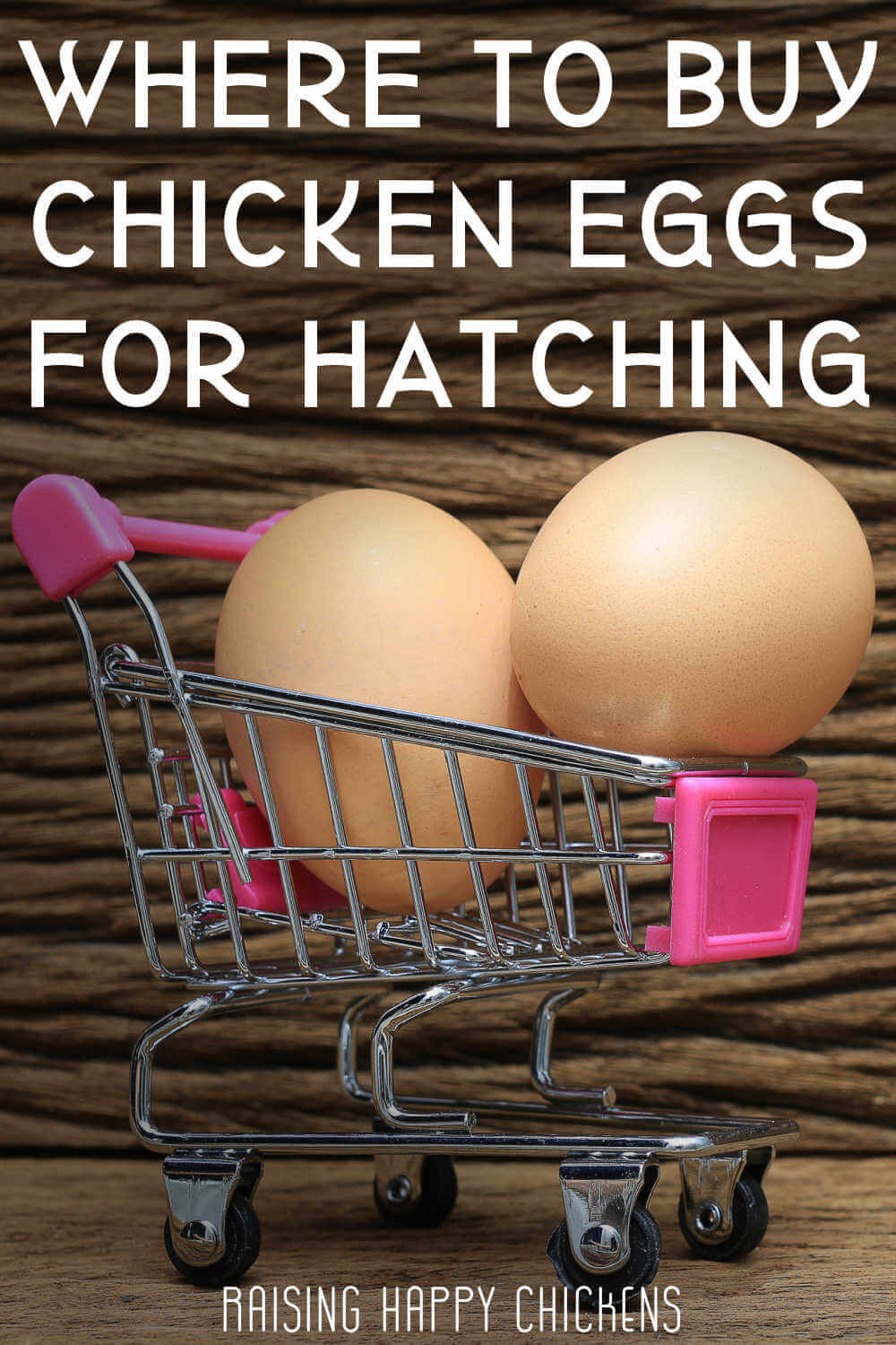 Hatching Chicken Eggs For Sale Where To Find The Best