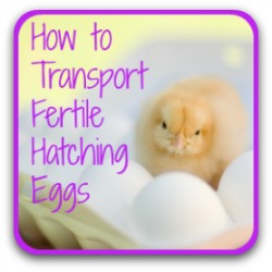 How to handle, pack, transport and care for fertile chicken eggs. Link.