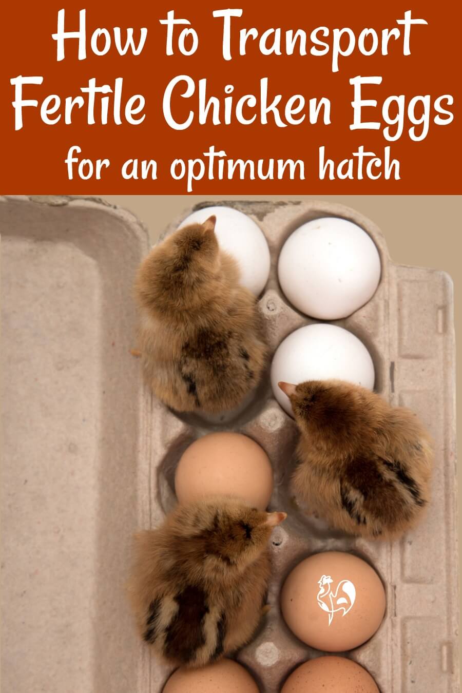 Fluorescent Red Oval Labels – 'Live Fertile Hatching Eggs Handle/Care Do Not X-Ray' – 250/roll