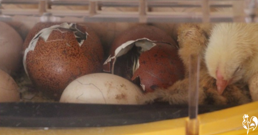 Incubating chicken eggs: your questions answered.