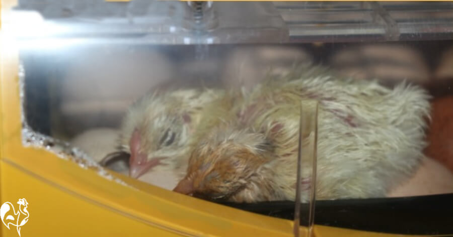 How to hatch chicken eggs with a light bulb