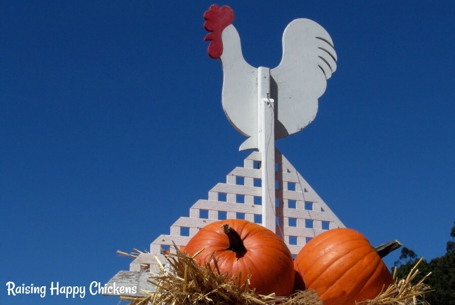 Pumpkins - one of the healthiest treats for chickens! Pumpkins are one of the healthiest treats for your chickens in the autumn months as the moult begins and the days become shorter. Find out more here.