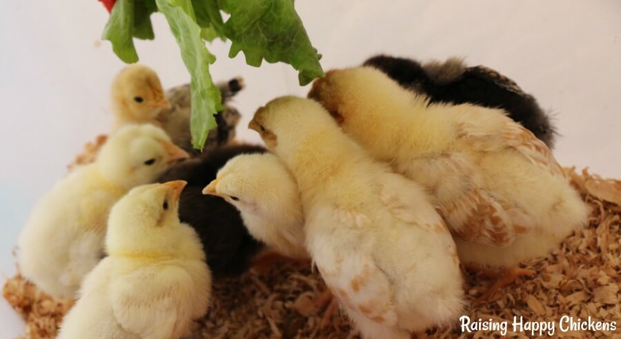 Chicks love healthy treats from a very young age! Chicks in my brooder eating lettuce.