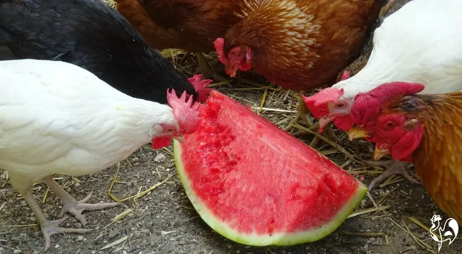 Offer treats high in liquid - watermelon hits the spot! Five of my chickens eating a large piece of watermelon.