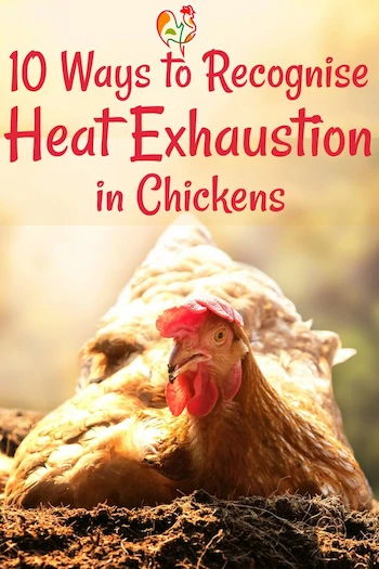 Heat exhaustion in chickens pin