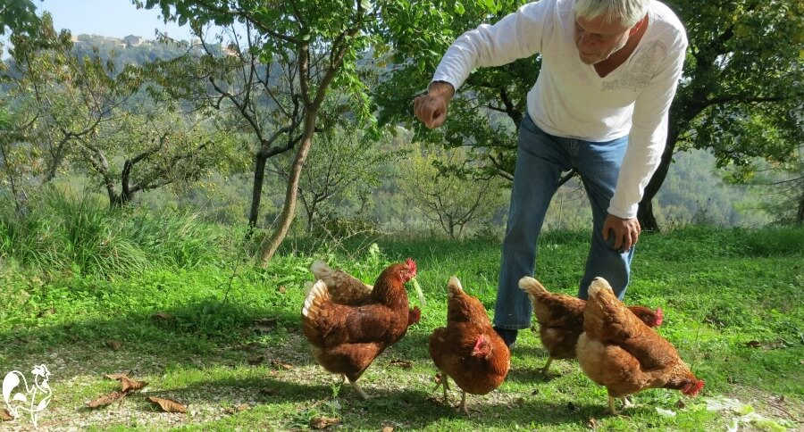 How To Take Care Of Chickens (With Pictures) - Wikihow
