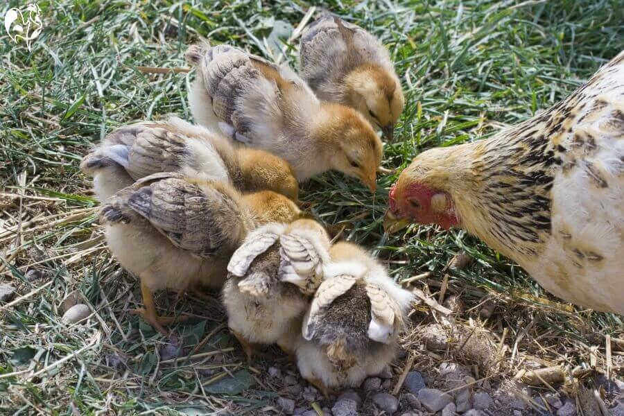 Raising Chicks with Mother Hen - Backyard Poultry