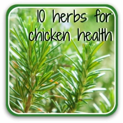 Thumbnail ten herbs for chicken health.