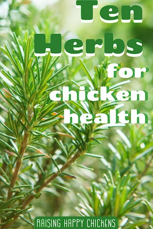 10 herbs for chicken health" pin for later.