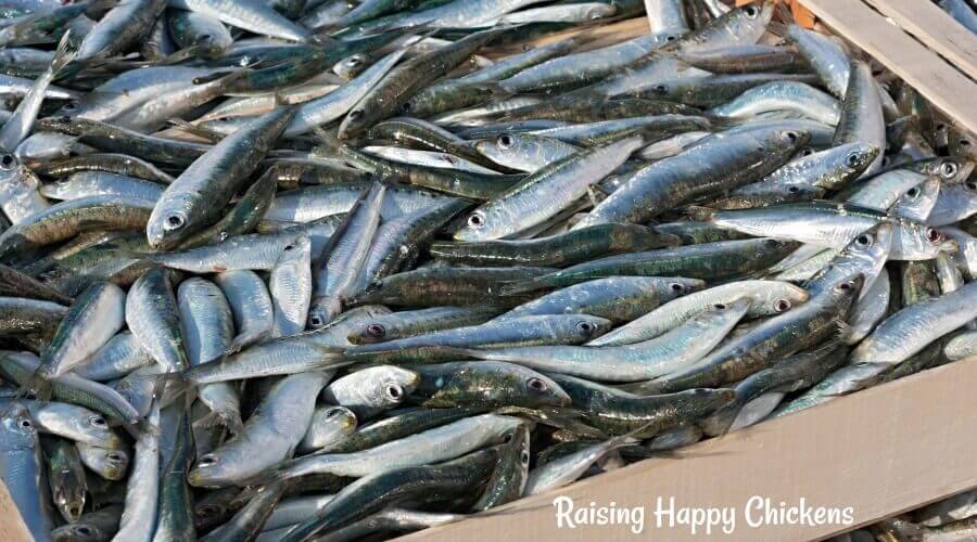 Sardines - a high protein fish chickens love! Sardines - a high protein fish chickens love.