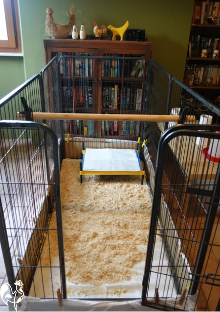 Puppy pen brooder: with pine shaving bedding and a bar across the top to hold feeders.