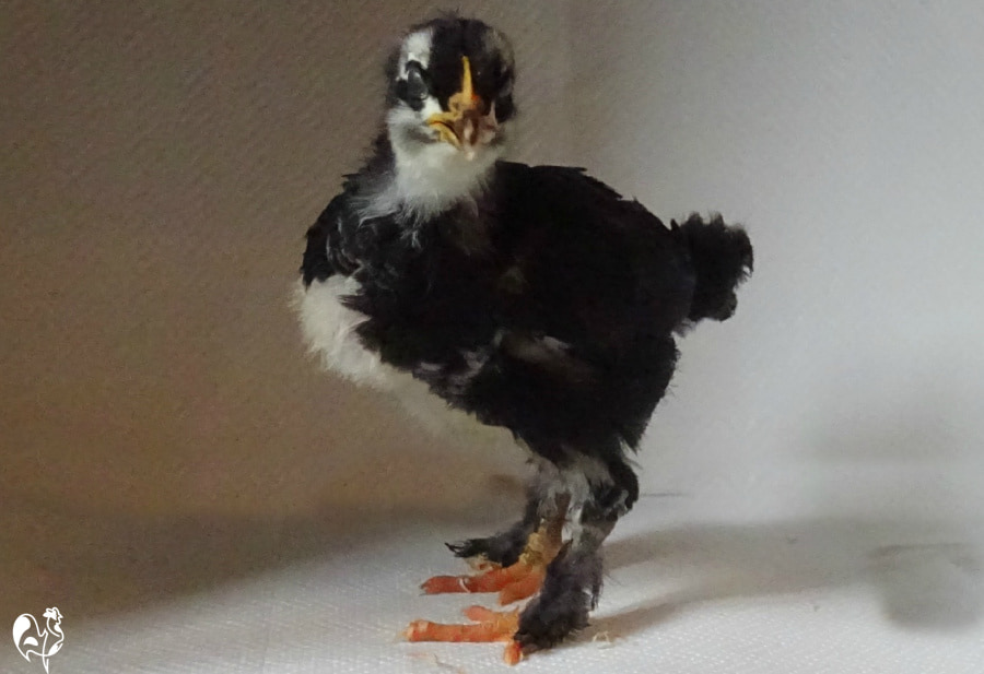 One of my Black Copper Marans chicks, who hatched from the egg above. The Black Copper Marans chick which hatched from the egg above.