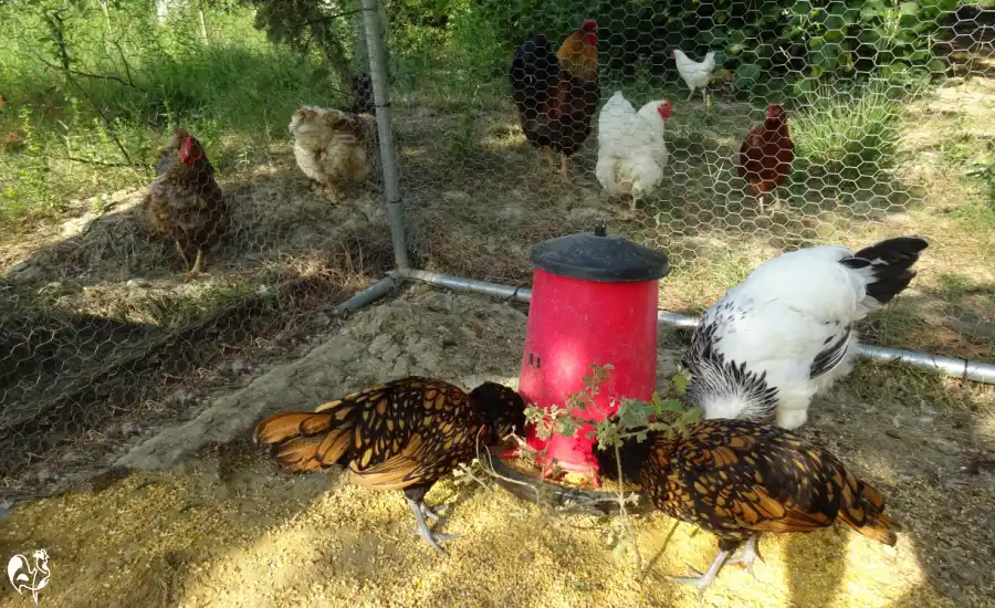 Several adult chickens watching three smaller, younger chickens, separated into two runs using chicken wire.