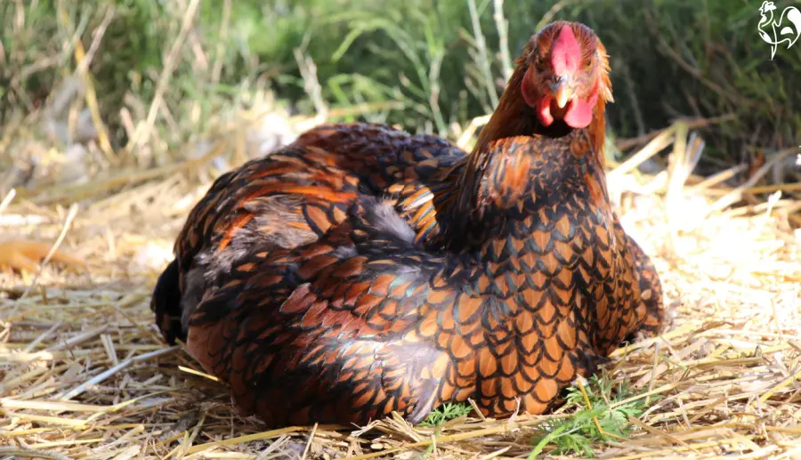 Wyandotte chickens are amongst the longest lived. My Golden Laced Wynadotte chicken sitting on hay in the sunshine.