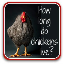 How long do chickens live? Thumbnail link – click to go to article.