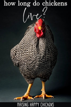 Barred rock chicken on dark background with title: how long do chickens live? Pin for later.