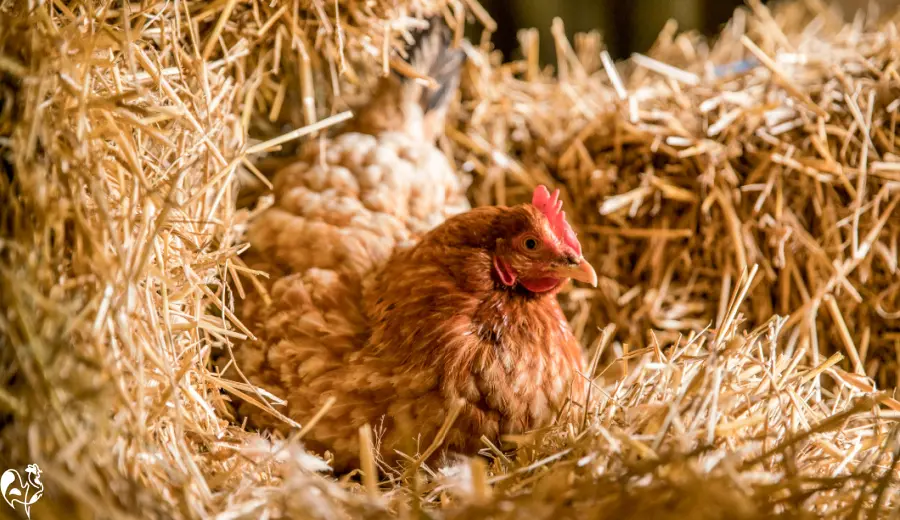 Hens who never stop laying are more prone to early death. A brown hen sitting in hay laying an egg.