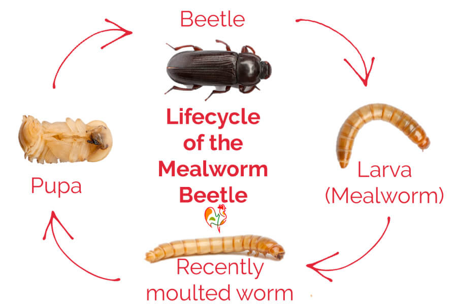 Mealworms for chickens