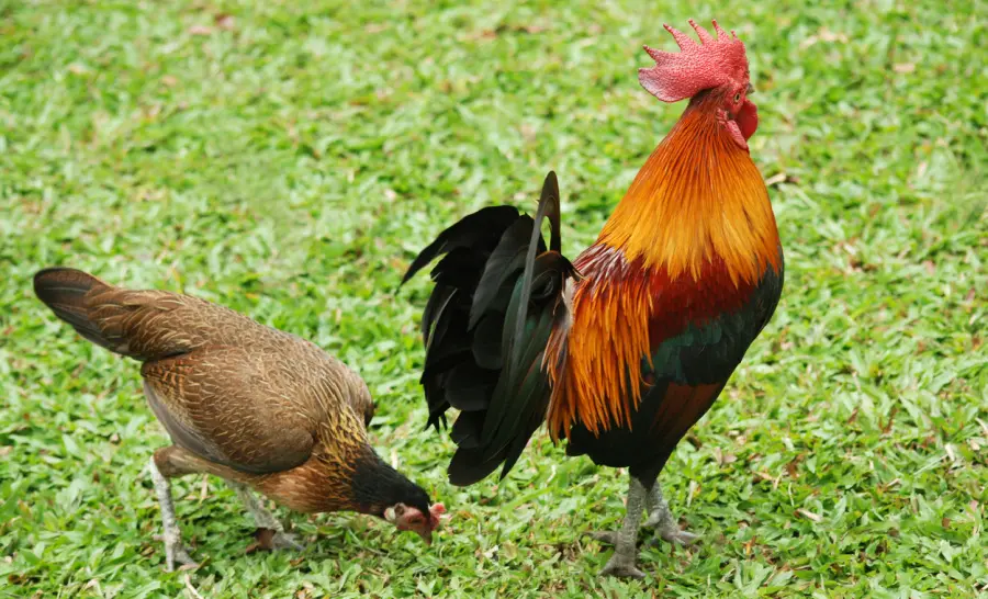 Why do jungle fowl live longer than backyard chickens? A photograph of a male and a female red junglefowl on grass wetlands.