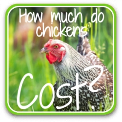 Thumbnail link to article: how much do chickens cost?