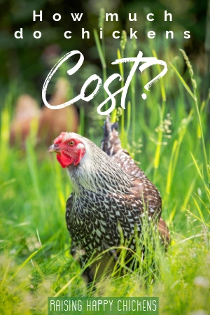 How much do chickens cost? Pin this article for later.