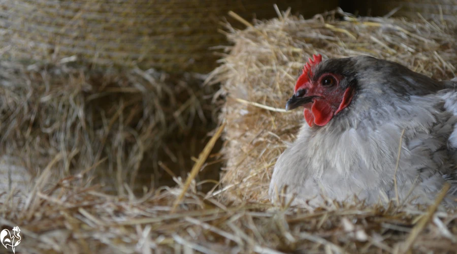A grey lavender Orpington hen sitting on bedding of hay.