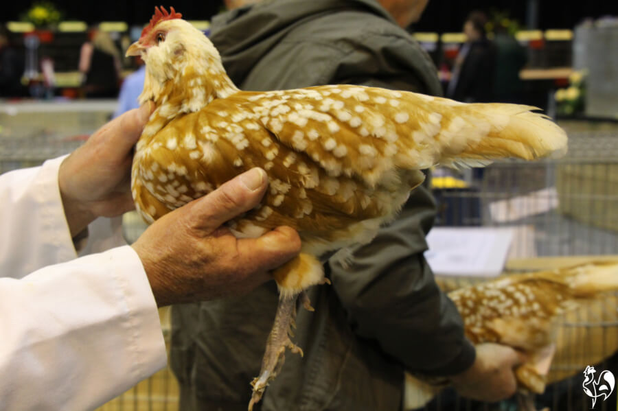 A poultry keeper holds a brown and cream speckled chicken while I take a photo.