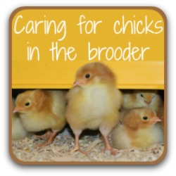 Storing fertile chicken eggs: 5 steps to a successful hatch.