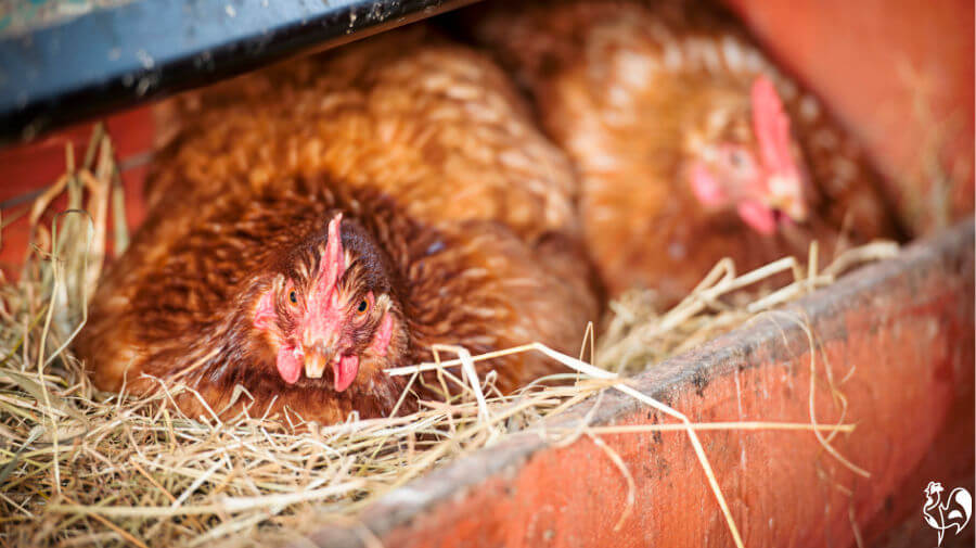 Two chickens in a nest box with clean straw.