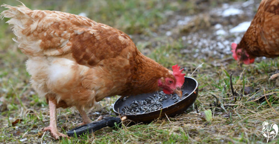 A Red Star chicken eating sunflower seeds from a pan.