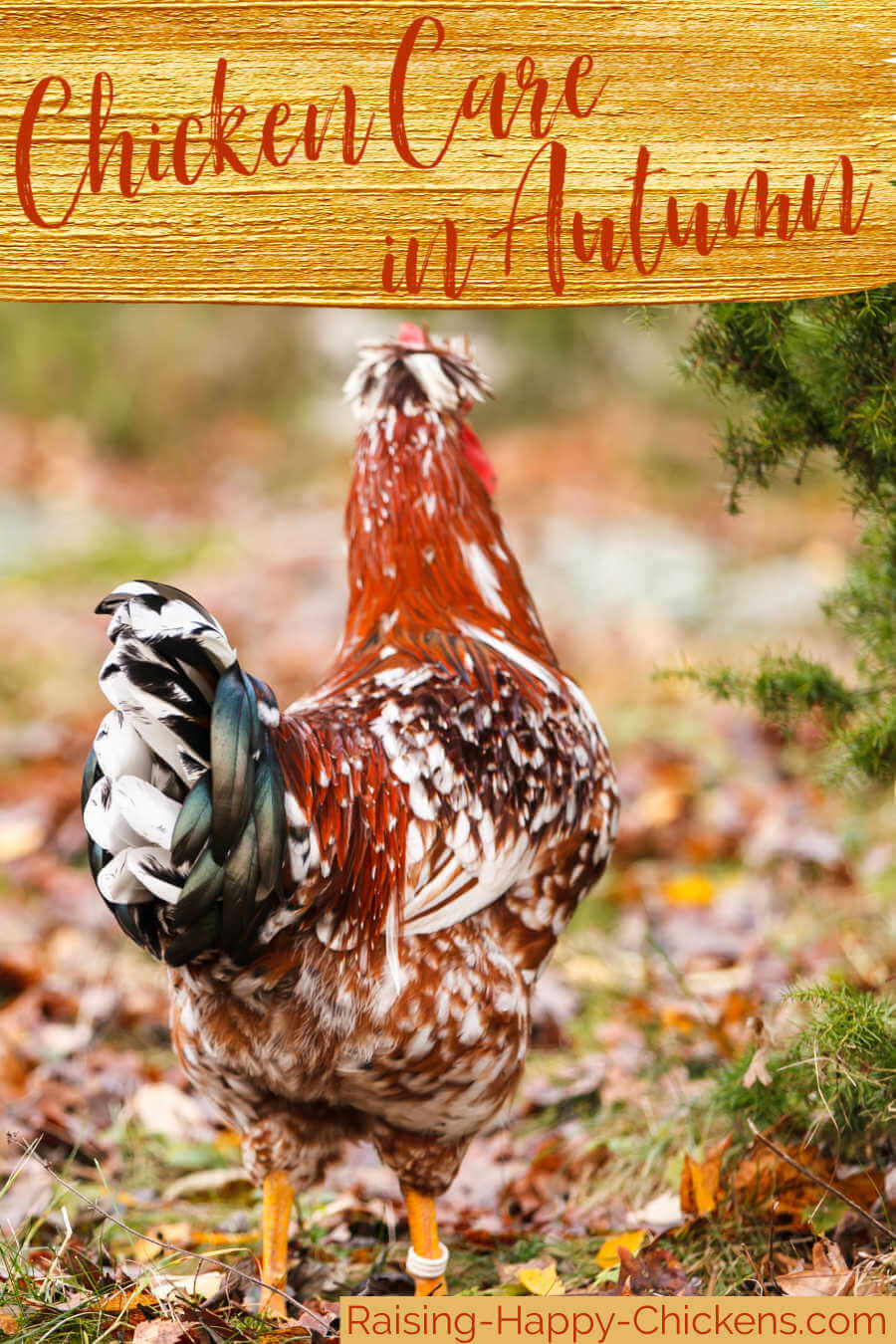 How to care for chickens in the fall (autumn).