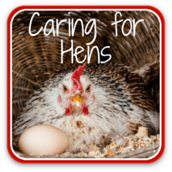 Thumbnail link to article: how to care for hens.