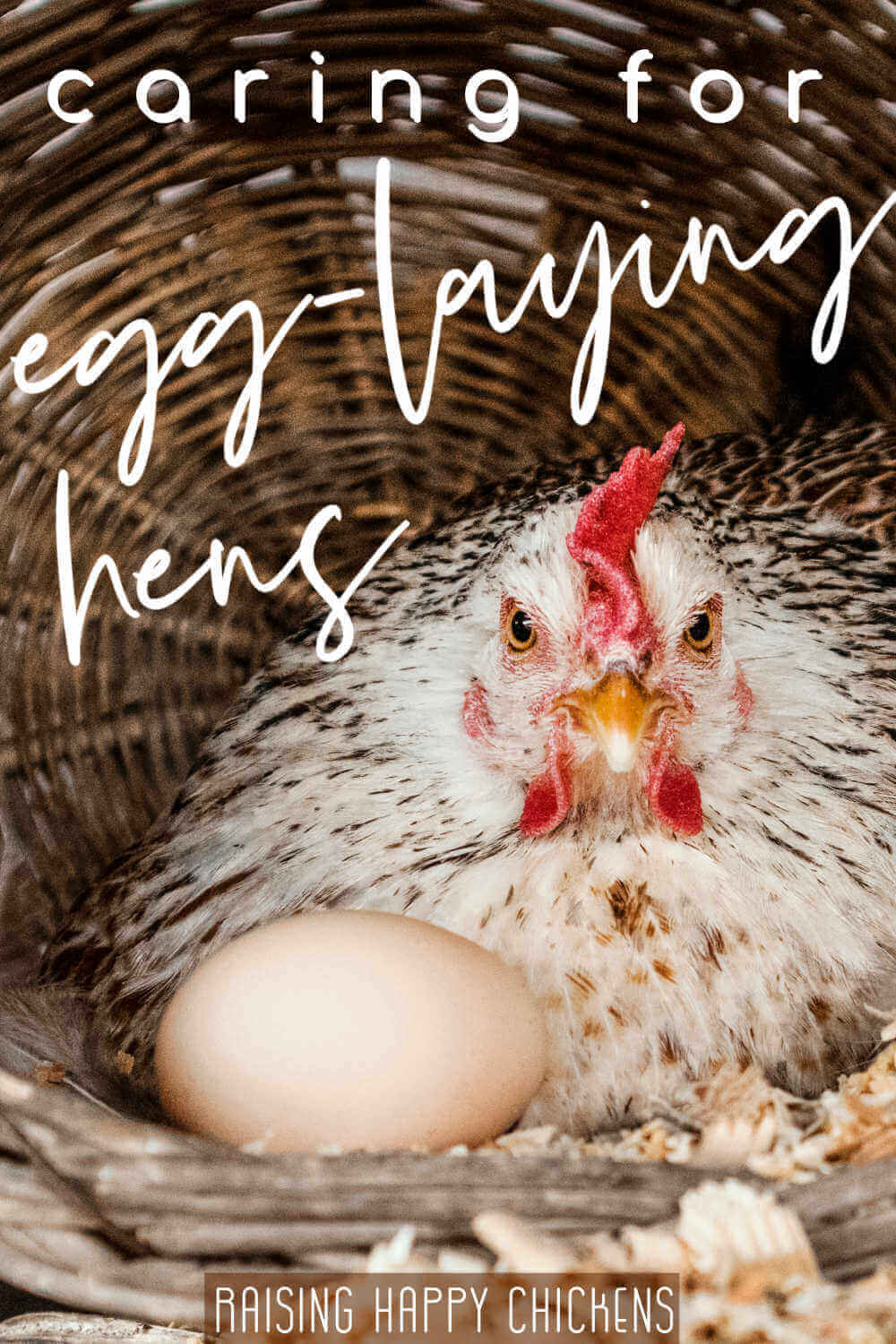 How to care for egg-laying hens: pin for later.
