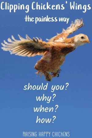 How to clip chicken wings: should you? Why? And if you should, when and how is it best to do it? Pin for later.