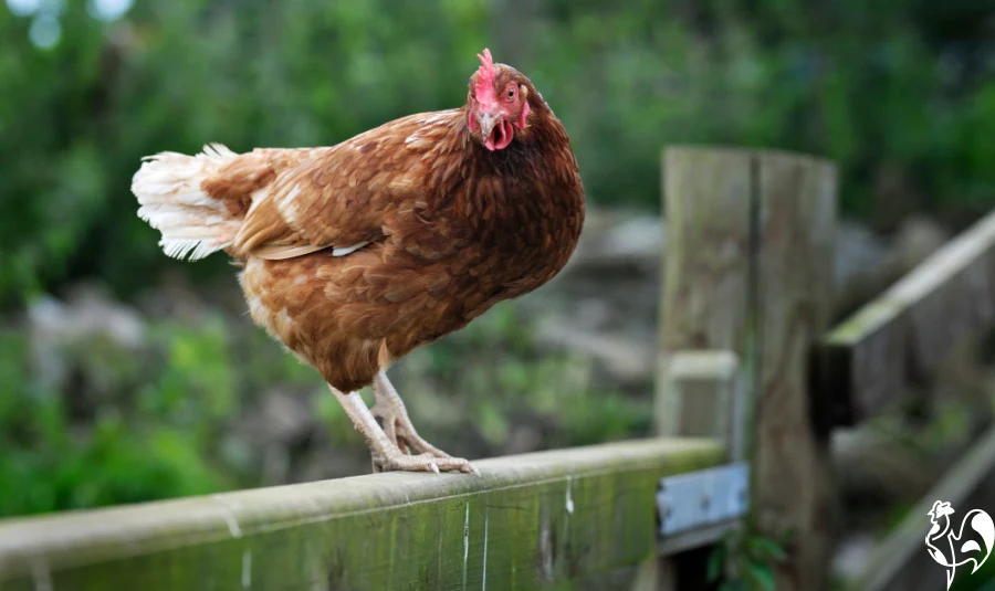 A Red Star chicken standing on top of a  gate.
