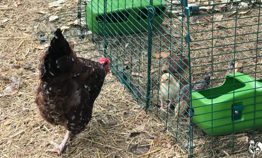 My Eglu run keeps adults and chicks apart. One of my large Speckled Sussex hens watches my new baby chicks in their Eglu eun.