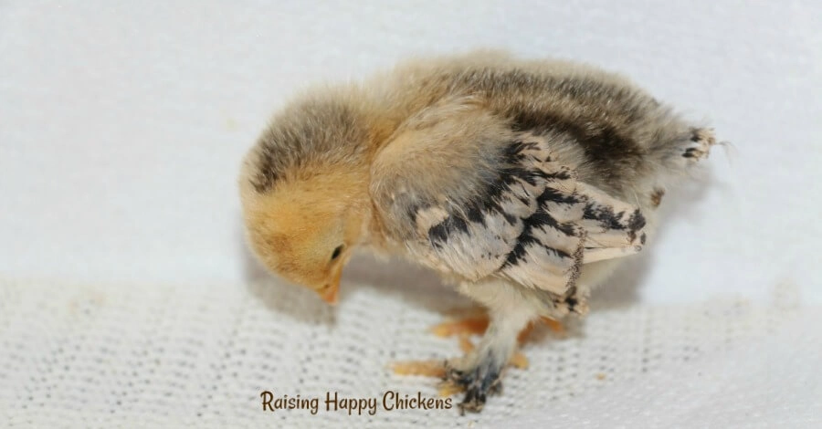 Learn how to prevent chickens from flying into danger. A Millefleur Sablepoot chick standing on a white background.