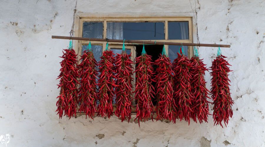 Dry your hot peppers in the sun! Hot red peppers drying, hung from a window on the side of a white walled house.