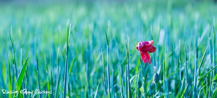 Poppy in field