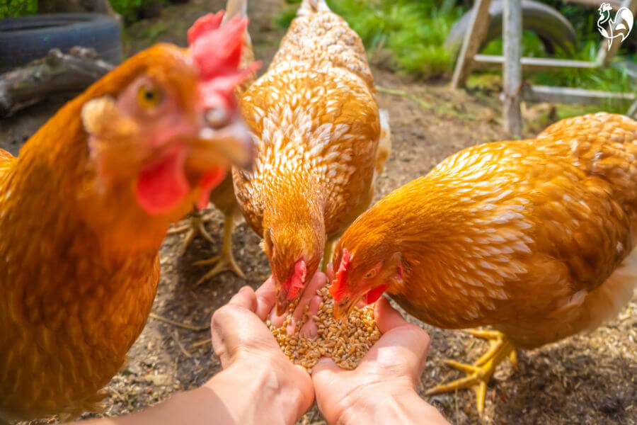 There's always one! Two brown hens eating from hands, one brown hen photo-bombing the picture.