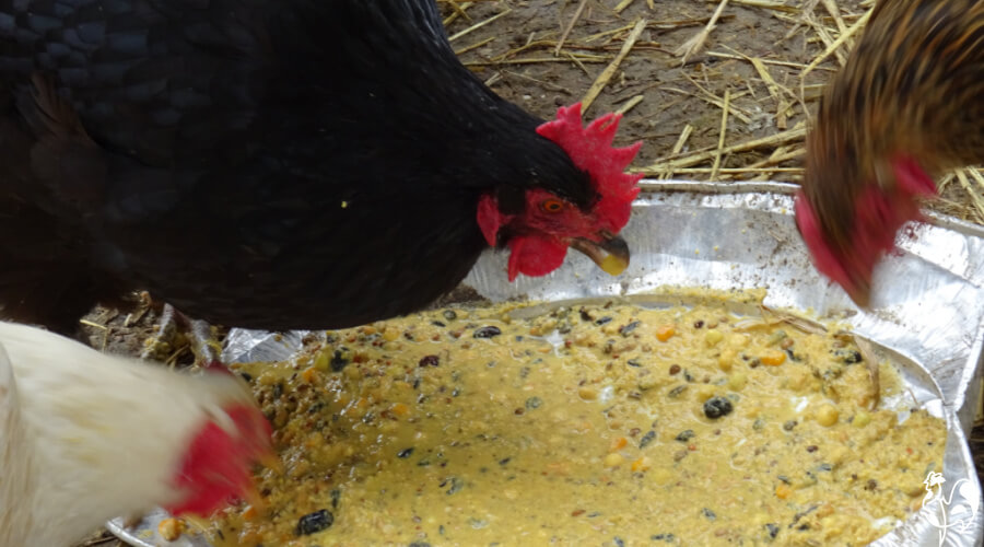Fermenting chicken feed: four steps to a healthy poultry diet. Fermenting chicken feed: four steps to a healthy poultry diet.